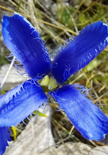 Fringe-flowered Gentian