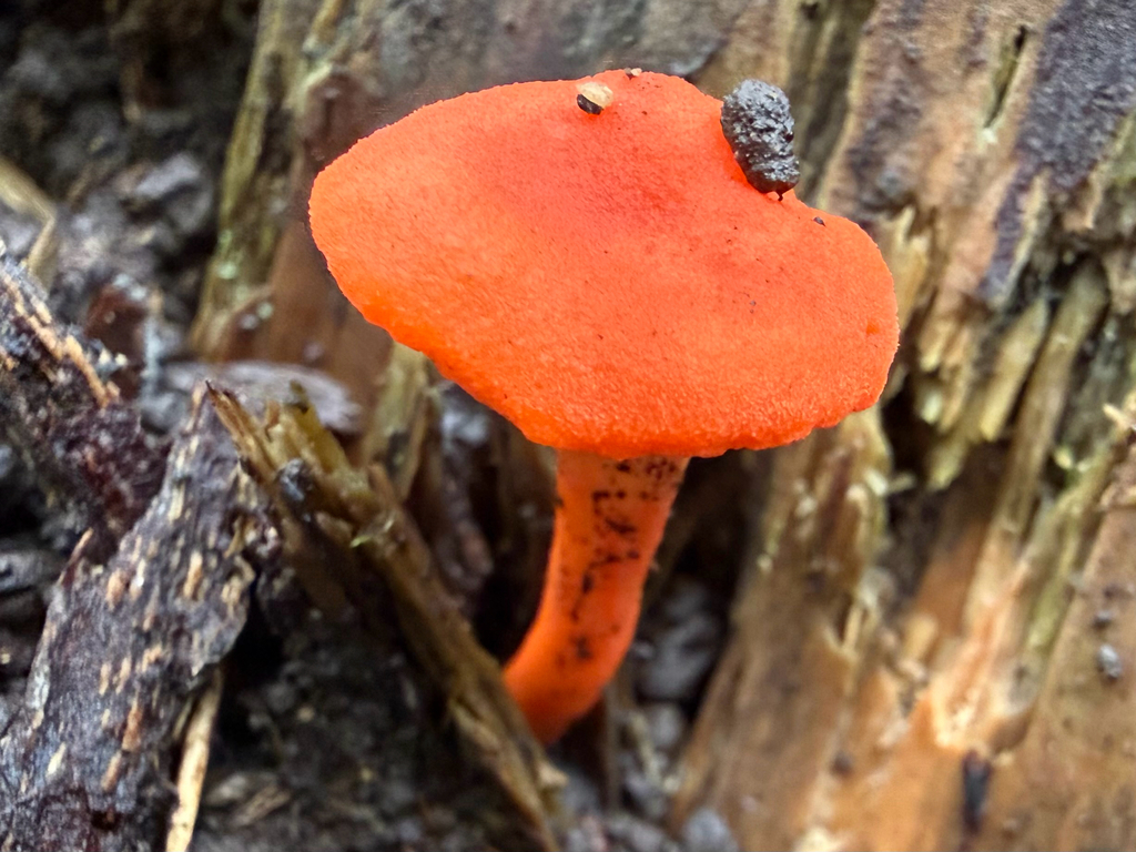 Red Chanterelle · September 2026 · photo: Photo: no rights reserved · iNaturalist