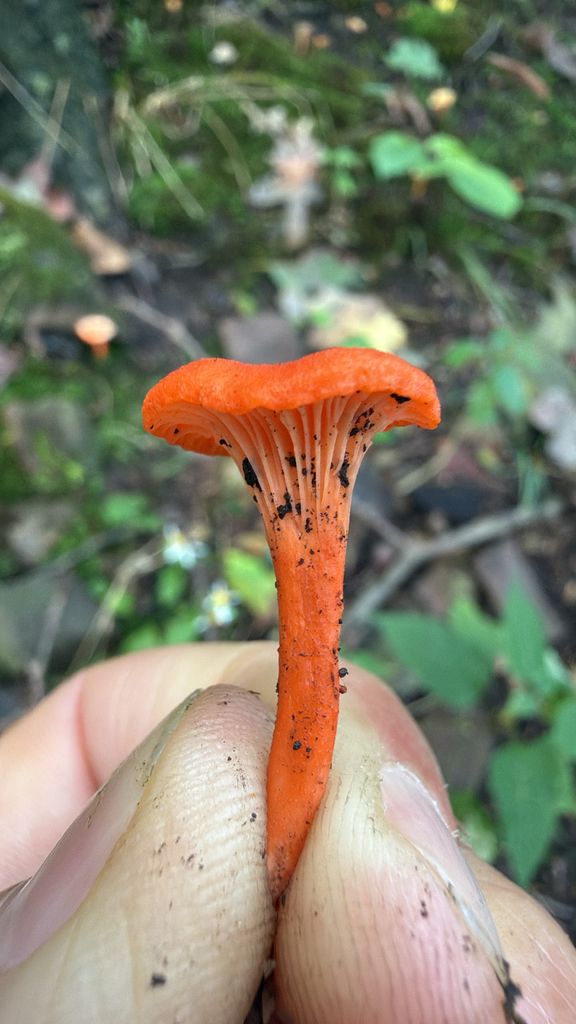 Red Chanterelle · September 2026 · photo: Photo: no rights reserved · iNaturalist