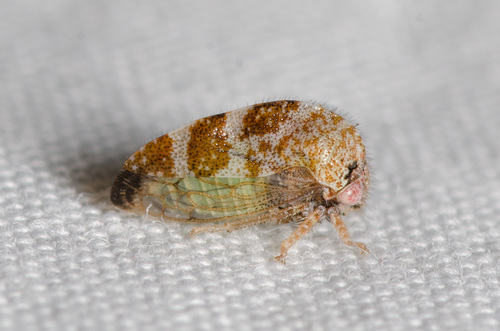 Xantholobus arenatus