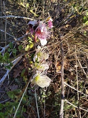Capparis spinosa herbacea