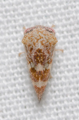 Cyrtolobus maculifrontis