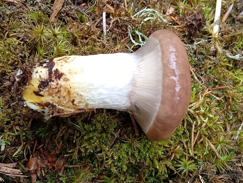 Slimy Spike