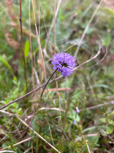 Succisa pratensis, photograph 5