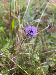 Succisa pratensis, photograph (c) bradwilliamswp, some rights reserved (CC BY)