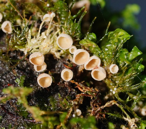 Chromocyphella muscicola (Fr.) Donk