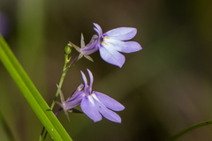 Lobelia nuttallii
