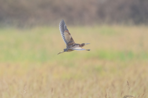 Schrenck's Bittern