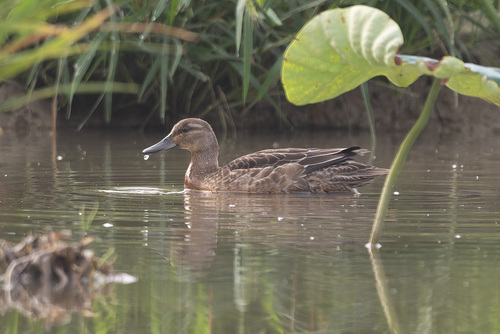 Garganey
