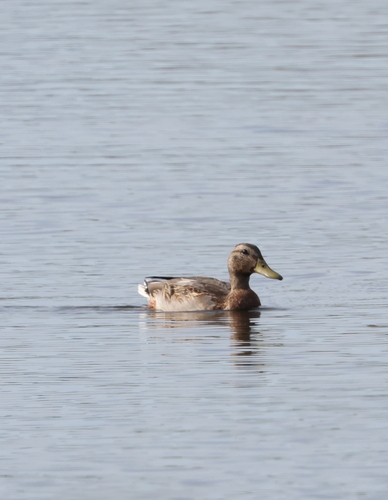 Mallard