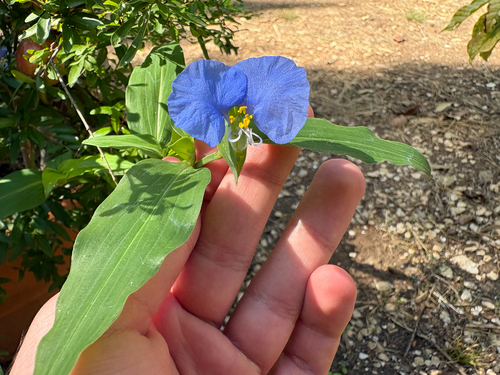 whitemouth dayflower