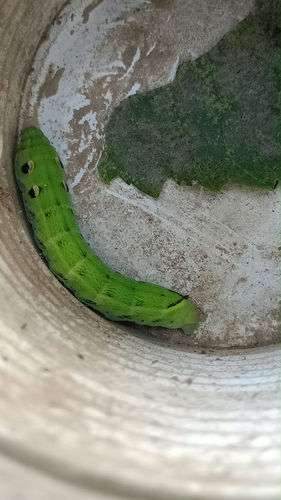 Elephant Hawkmoth