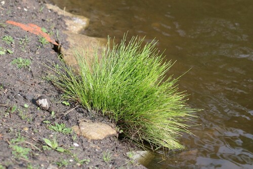 Isolepis cernua