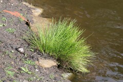 Isolepis cernua