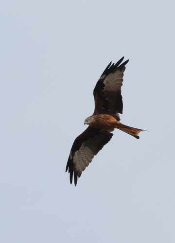 Red Kite