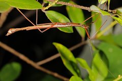 Huananphasma amicum