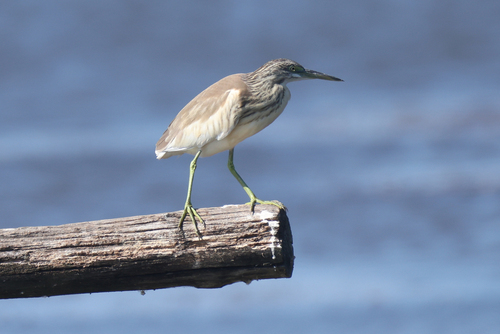 Squacco Heron