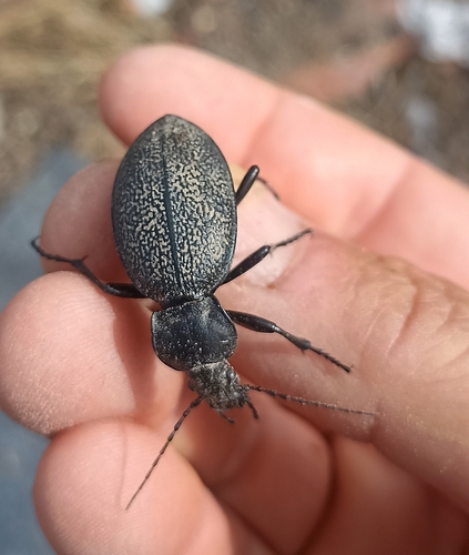 Leather Beetle
