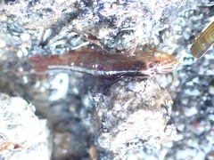 Betaeopsis aequimanus