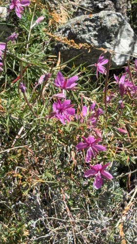 Rosemary-leaved Willowherb