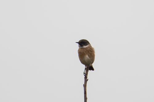 European Stonechat