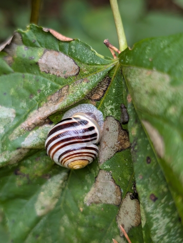 White-lipped Snail