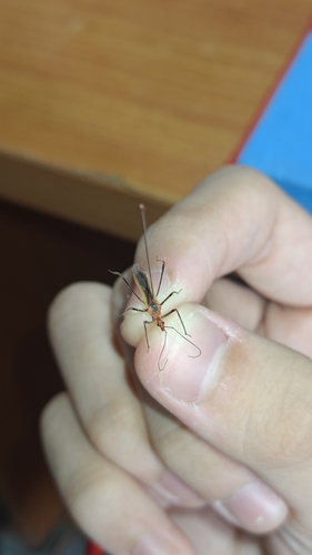 Euagoras plagiatus