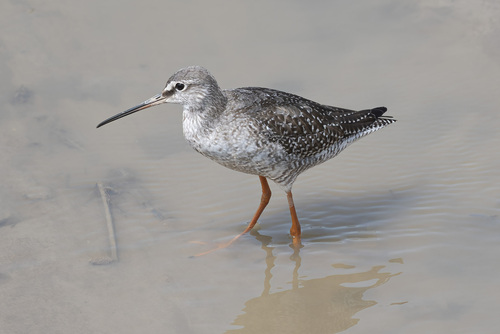 Spotted Redshank