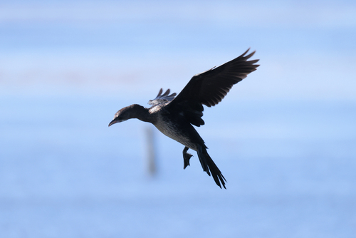 Pygmy Cormorant