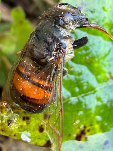 Western Honey Bee
