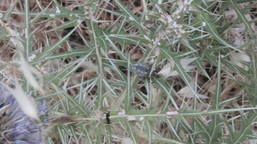 Globe Thistle Capitulum Weevil