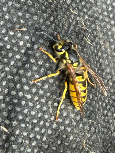 German Yellowjacket