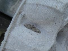 Eupithecia abbreviata