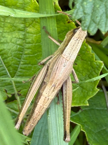 Gold Grasshopper