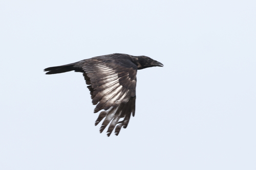 Carrion Crow
