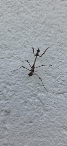 Fasciated Conehead Mantid