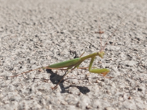 European Mantis