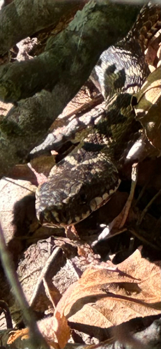 Adder