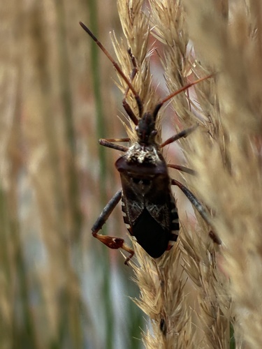 Western Conifer Seed Bug