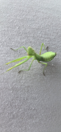 Transcaucasian Giant Mantis
