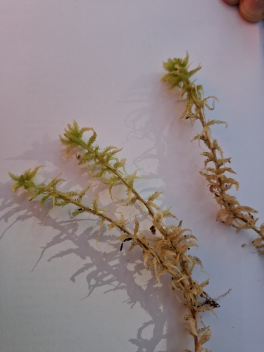 Sphagnum subsecundum observed 2026-09-22