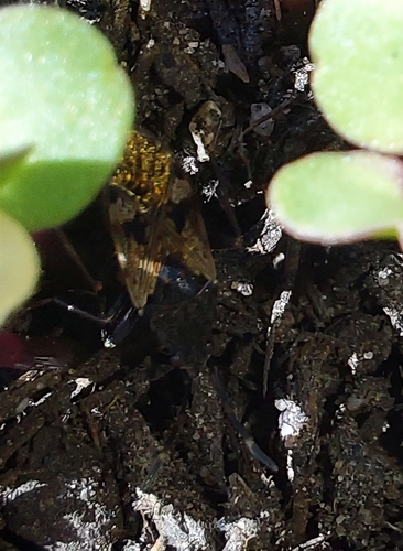 Strawberry Bug