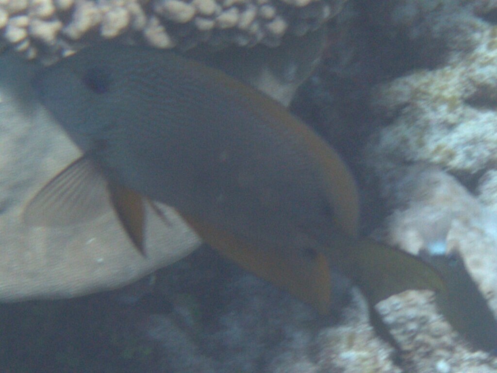 Twospot surgeonfish