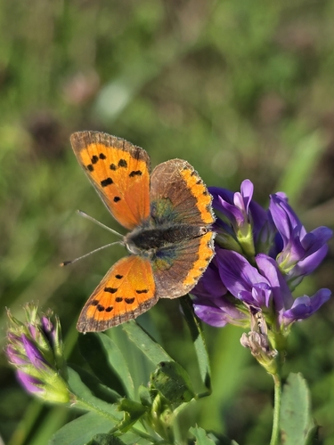 Small Copper