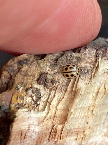 16-spot Ladybird