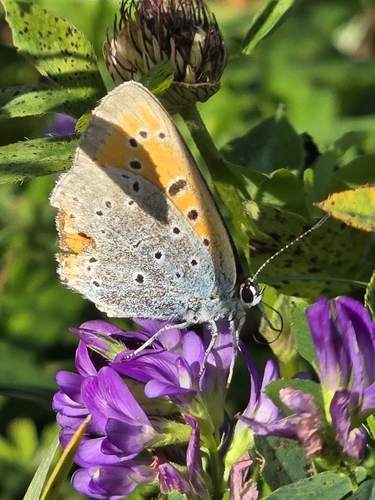 Large Copper