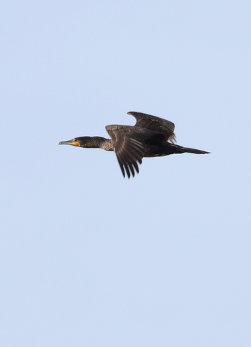 Great Cormorant
