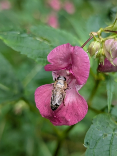 Western Honey Bee