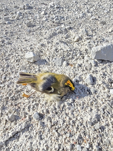 Goldcrest