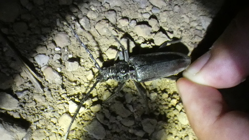 Great capricorn beetle